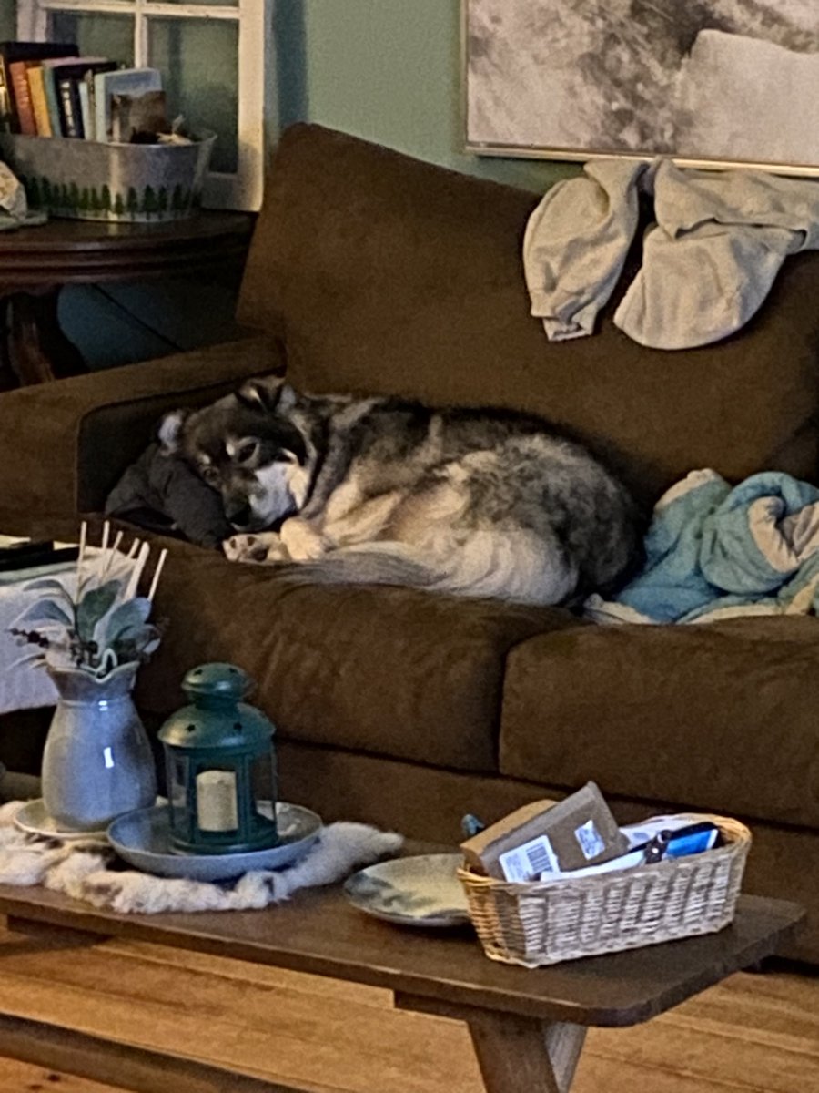 ehrinf's tweet image. Don’t get up, she’ll steal ur spot before u know it #spoileddoglife