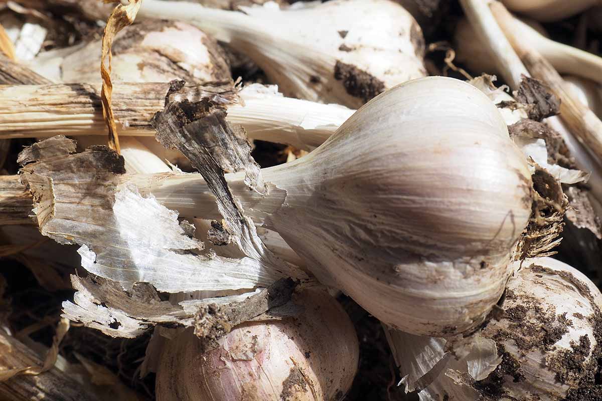 Gardeners_Path_'s tweet photo. Tips for Growing German White Garlic - Tasty, nutritious, and easily grown, German White garlic is a fall-planted hardneck harvested in early summer. Learn how to grow German White in this guide on Gardener's Path. #gardeningtips #growgarlic #gardening https://t.co/gTj3sSSTrb https://t.co/XNt7rqKA9c