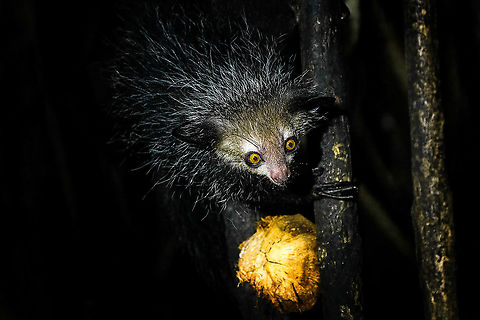 asprobio's tweet photo. Aye-aye (Daubentonia madagascariensis) est une espèce de primate strepsirrhinien qui vit à Madagascar.
espèce à surveiller de très près!
#Aye-aye (Daubentonia madagascariensis) 
#madagascar
#asprobioagmassociation https://t.co/NuDkRNt4i5