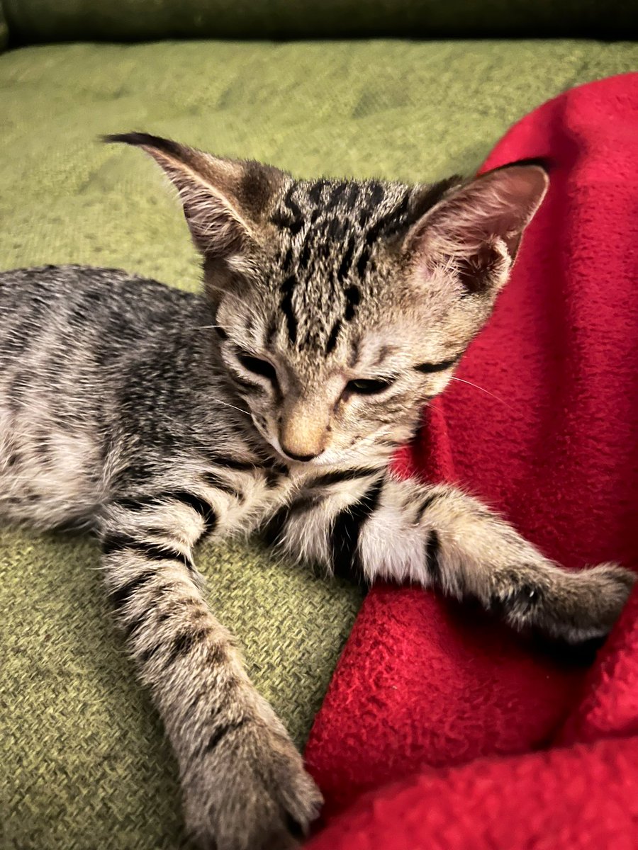 Dave Krantz tweet media