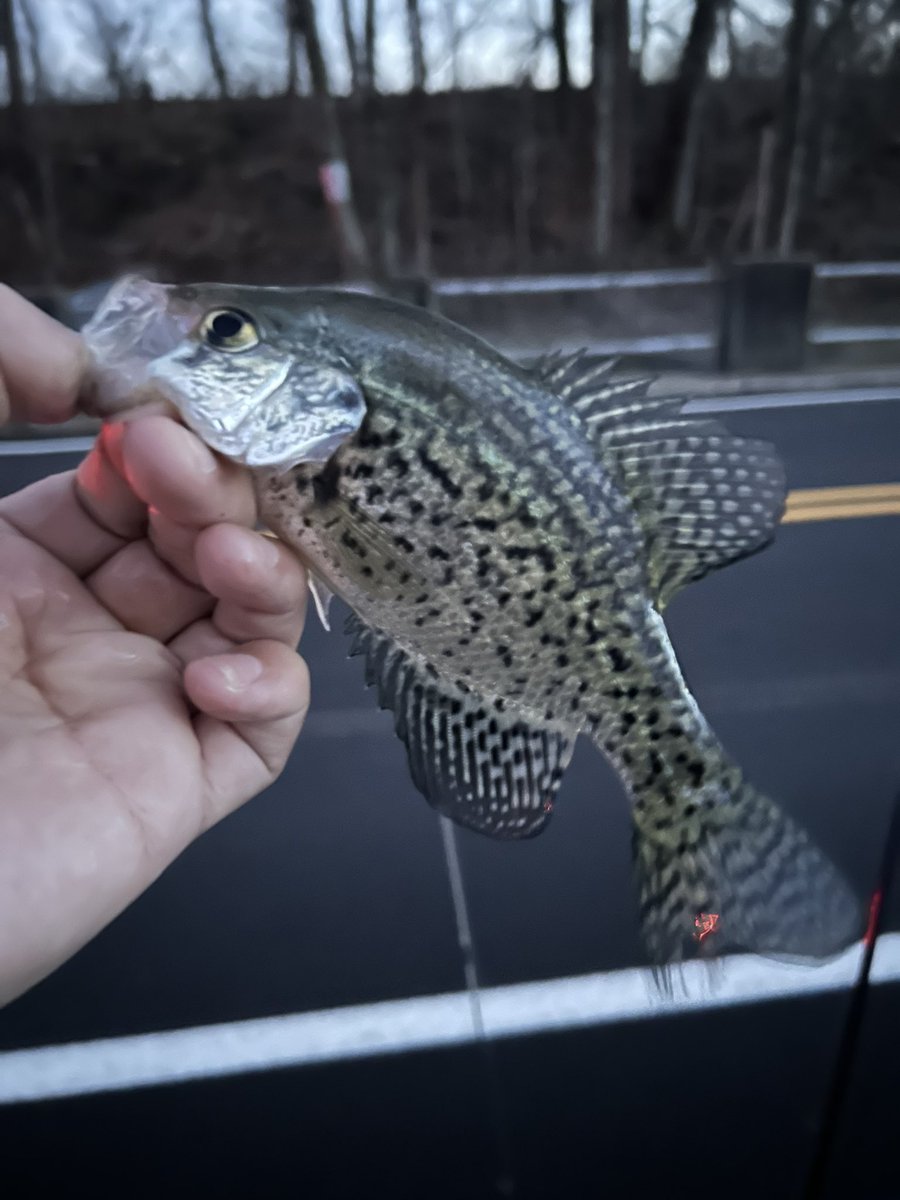 MattCWalshArt's tweet image. Reposting my grass touching adventure 😏 forgot to tag the gang! @tweak_labs 

I got to see an older gentleman I met fishing at this spot around 5 years ago, glad to see him still getting at it even in the middle of winter! #tweakin