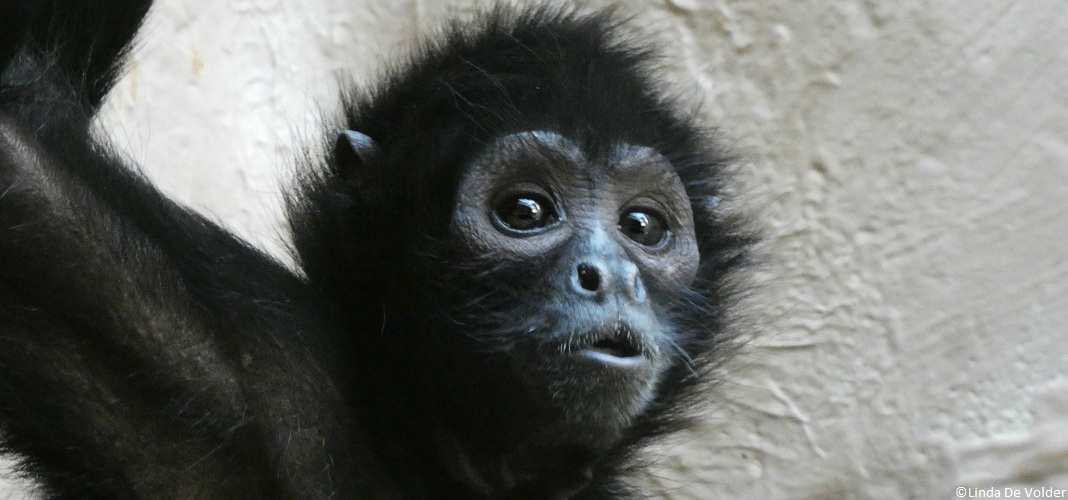 asprobio's tweet photo. Le Singe-araignée à tête brune (Ateles fusciceps) est un singe sud-américain (Colombie, Équateur, Panama) essentiellement arboricole.Le singe-araignée (Ateles fusciceps) fait partie des 25 primates les plus menacés au monde.
#primates
#asprobioagmassociation https://t.co/wPRzlSOuDQ