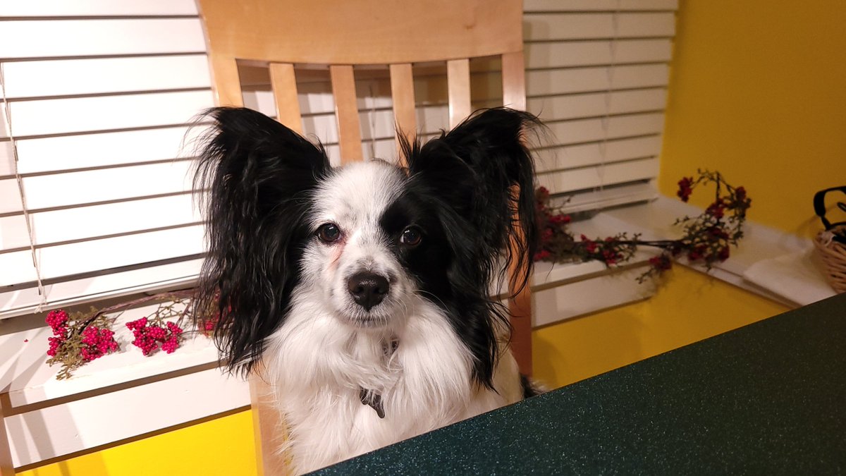 JackThePapillon's tweet photo. Its my birthday. I'm two years old today. Hears to another year of pawsome! https://t.co/jJmU54pjko