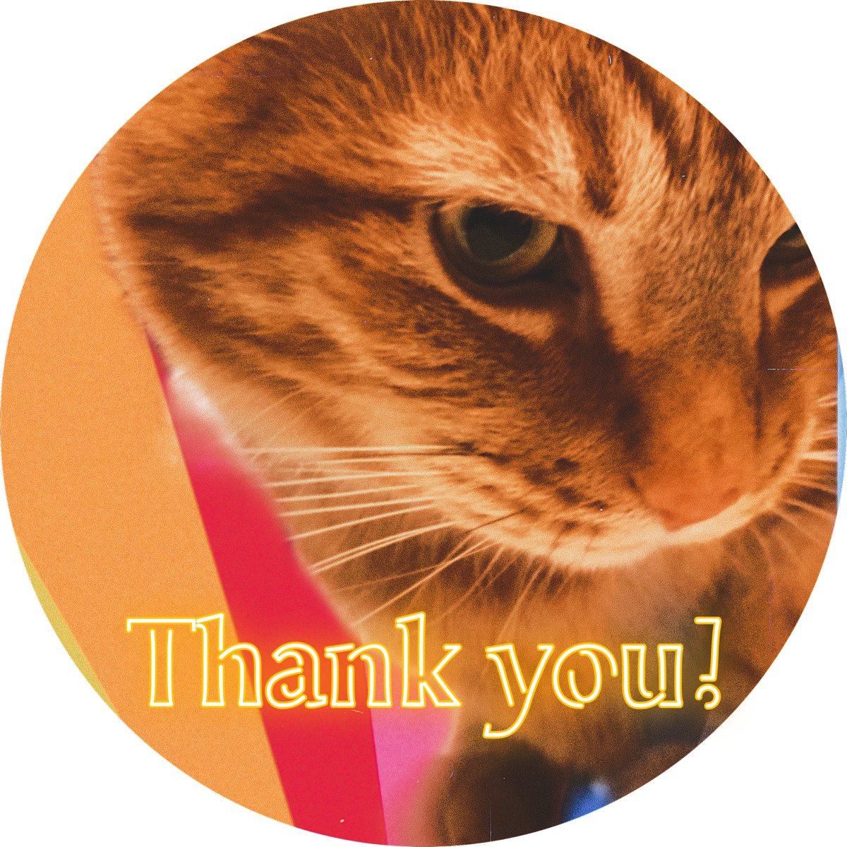 SFHollyDahl's tweet photo. Thank you to all my new followers! https://t.co/yyFbY19yGP