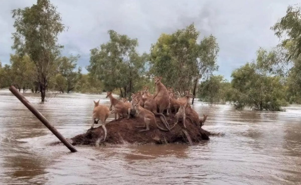 Fire and now floods😢Photo: Andrea Myers
#kangaroos #wallabies #floods #NTfloods #climatechange #Australia