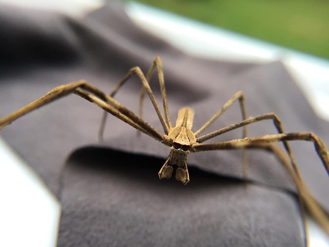UCDavisEntomolo's tweet photo. It was love at first sight when #ucdavis postdoctoral scholar Lisa Chamberland met her first ogre-faced #spider. She'll be talking about her research at 4:10 p.m. (Pacific Time) Jan. 25, 122 Briggs Hall. In-person and virtual seminar. See more on #BugSquad https://t.co/RHFqkJmxV1 https://t.co/WICwvLv13a