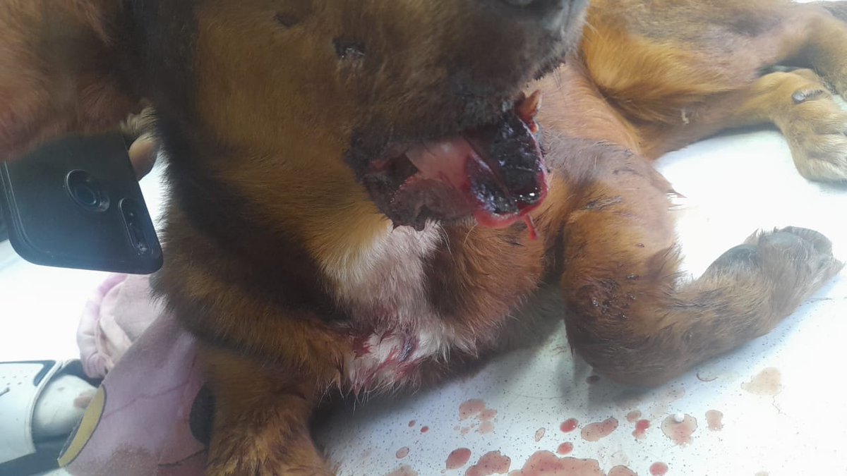 JeritzaSoler's tweet photo. Buenas noches este bb lo atropello un carro buscamos x fa ayuda inmediata ps esta hospitalizado pronóstico reservado https://t.co/shFqwFhNOG link grupo 3134925540 aproximadamente 2'000.000 cuesta x el momento @malizca526 @margaritavela @limoncitocnRon @CarlosAndrsAc11 @BetoSFerna https://t.co/Bc0n5AQgJo