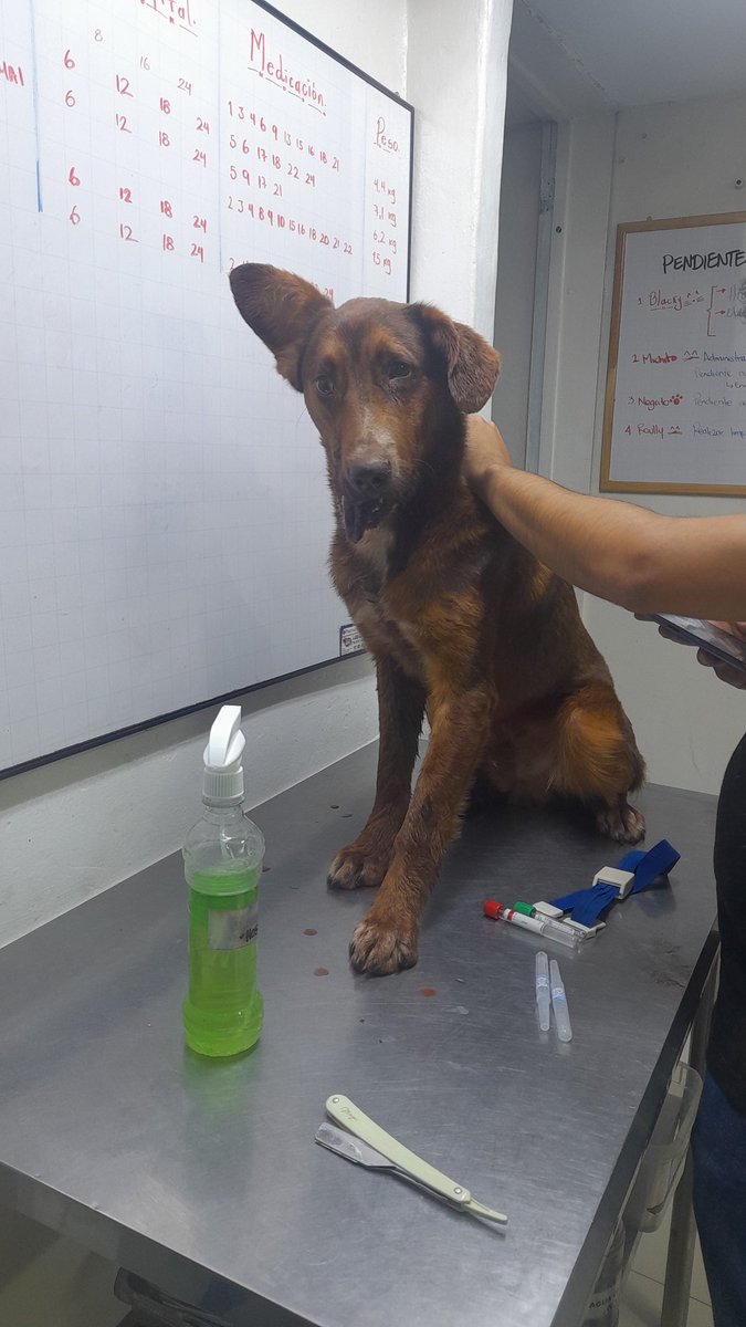 JeritzaSoler's tweet photo. Buenas noches este bb lo atropello un carro buscamos x fa ayuda inmediata ps esta hospitalizado pronóstico reservado https://t.co/shFqwFhNOG link grupo 3134925540 aproximadamente 2'000.000 cuesta x el momento @malizca526 @margaritavela @limoncitocnRon @CarlosAndrsAc11 @BetoSFerna https://t.co/Bc0n5AQgJo