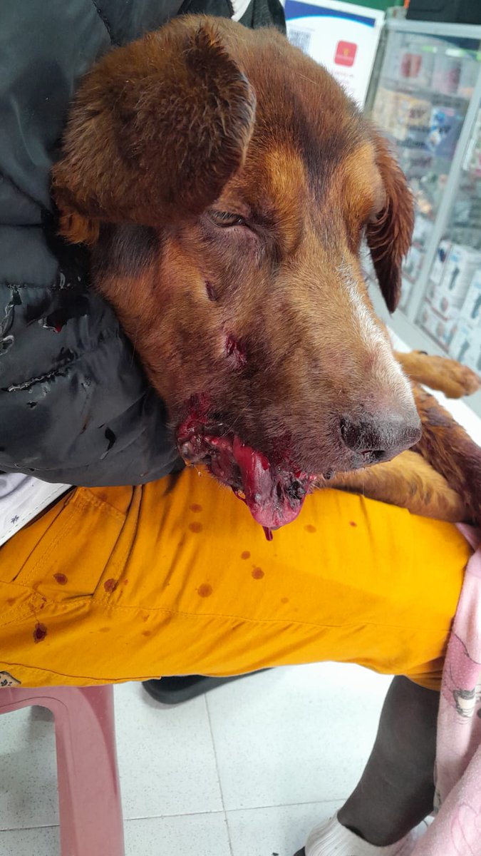 JeritzaSoler's tweet photo. Buenas noches este bb lo atropello un carro buscamos x fa ayuda inmediata ps esta hospitalizado pronóstico reservado https://t.co/shFqwFhNOG link grupo 3134925540 aproximadamente 2'000.000 cuesta x el momento @malizca526 @margaritavela @limoncitocnRon @CarlosAndrsAc11 @BetoSFerna https://t.co/Bc0n5AQgJo