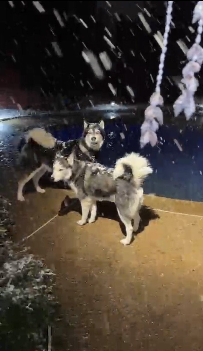 PepitaCorona's tweet image. Yessssssss &amp;amp; G♥️D is sending some snowflakes ❄️ so we don’t forget the value of our resolutions in Life✅🌟 Let the Spirit FL❄️❄️❄️❄️W!! #snowvibes #texasweather #myvibes #Huskies #PositiveVibesOnly &amp;amp; Christmas 🎄is Back on track Amigos !! 😂🙌🏾🌟👍🏾 #spiritmatters #enjoylife 😉