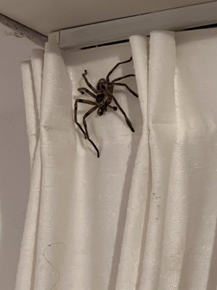 Jsjsjs todo bien que no sea venenosa pero como vas a dormir en paz si literalmente le tiras una pelota y le hace dos goles a Croacia