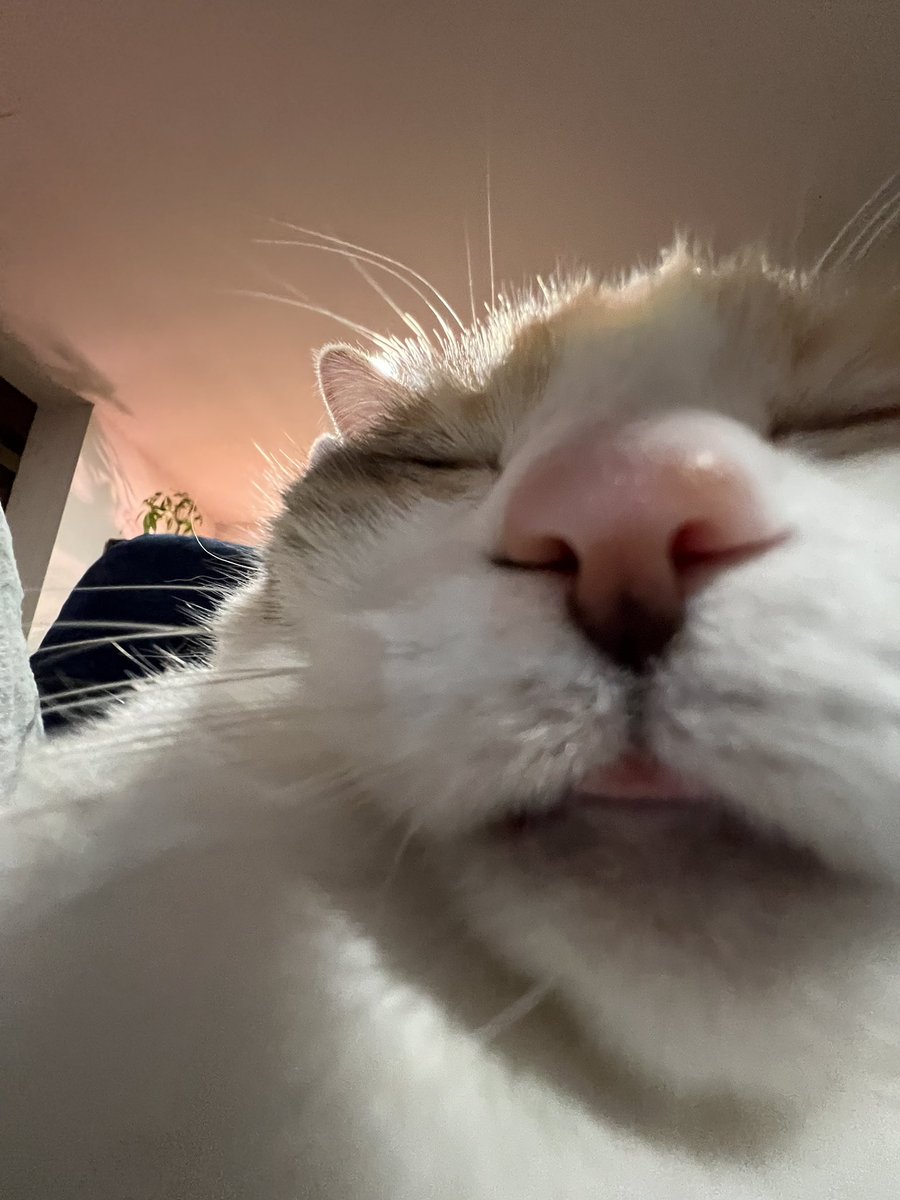 fatfatpankocat's tweet photo. https://t.co/0gtCxF32UB