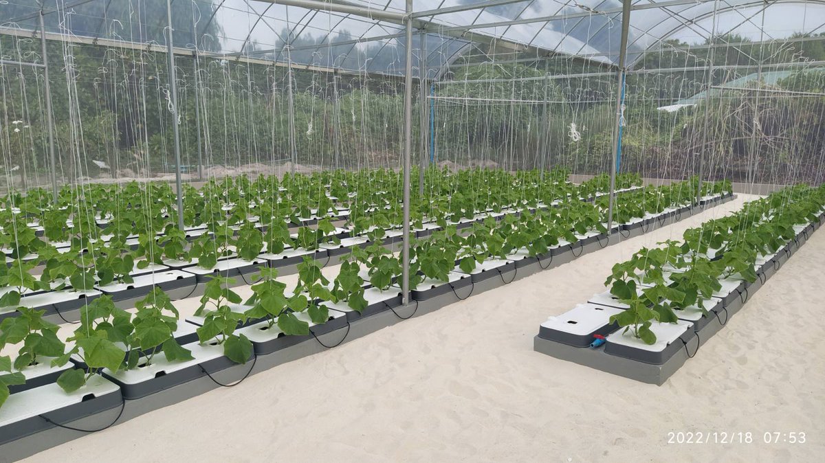 dhanduveriya_jr's tweet photo. Harvest of tasty seedless cucumbers 🥒  #autopot #smartfarming #organic #visitaddumeedhoo #freshyield https://t.co/ykNxpCP1Fg