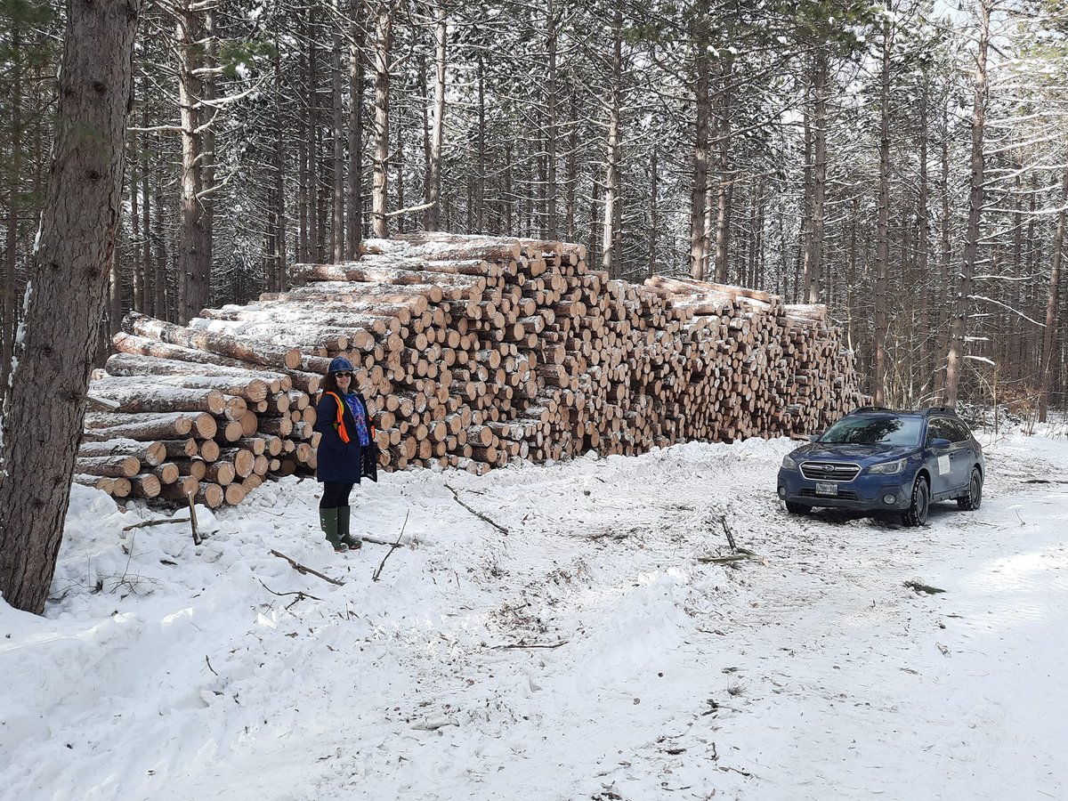 ontariowoodlot's tweet photo. Thinning by Heideman's is underway at the Kiwanis woodlot near Beachburg. The OWA has partnered in managing the property with Algonquin College. 

#OWA #ontariowoodlot #forest #stewardship #woodlots #sustainability #conservation #algonquincollege #MFTIP #FSC https://t.co/6UoGpWP3uy