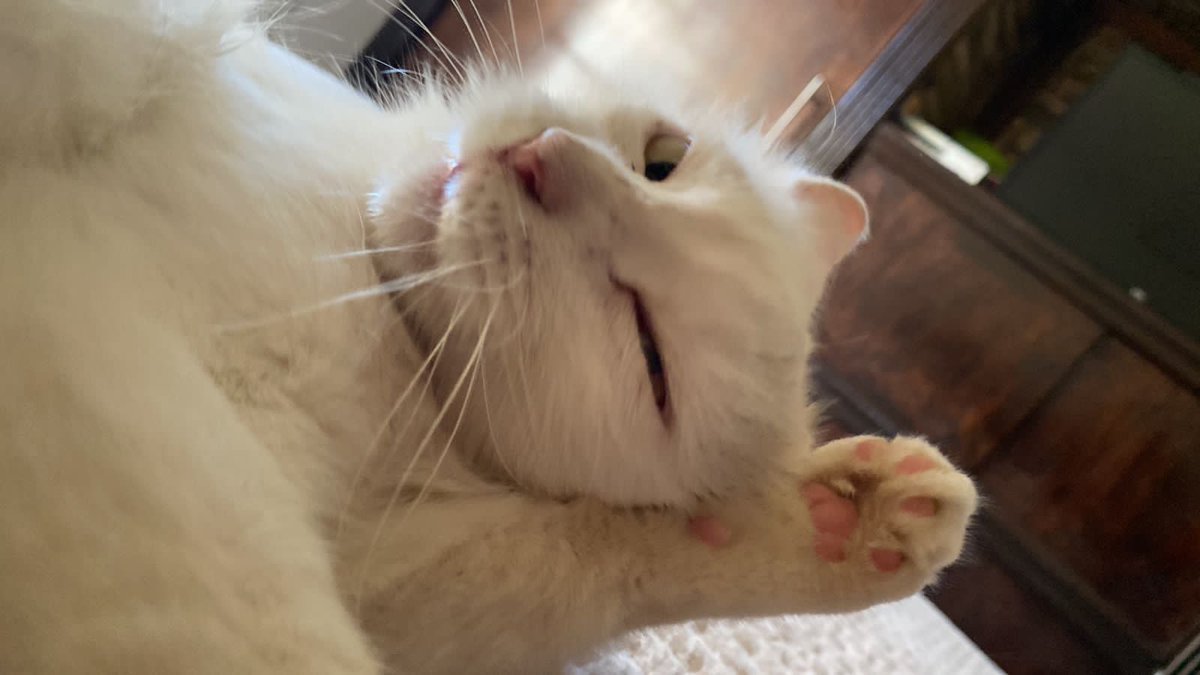 DovaAndy's tweet photo. @rodezel Mi gata 🕴️ https://t.co/LxBZEwtbEC