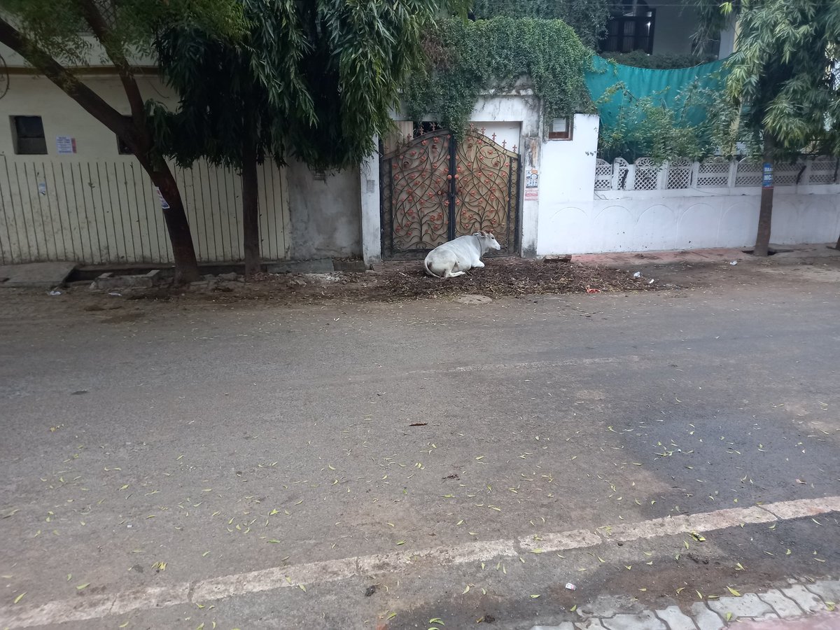 AkhilesPandey1's tweet photo. Kanpur ki Geeta nagar ki galiya,safai abhiyan@Mayor https://t.co/fb8STGkjHx