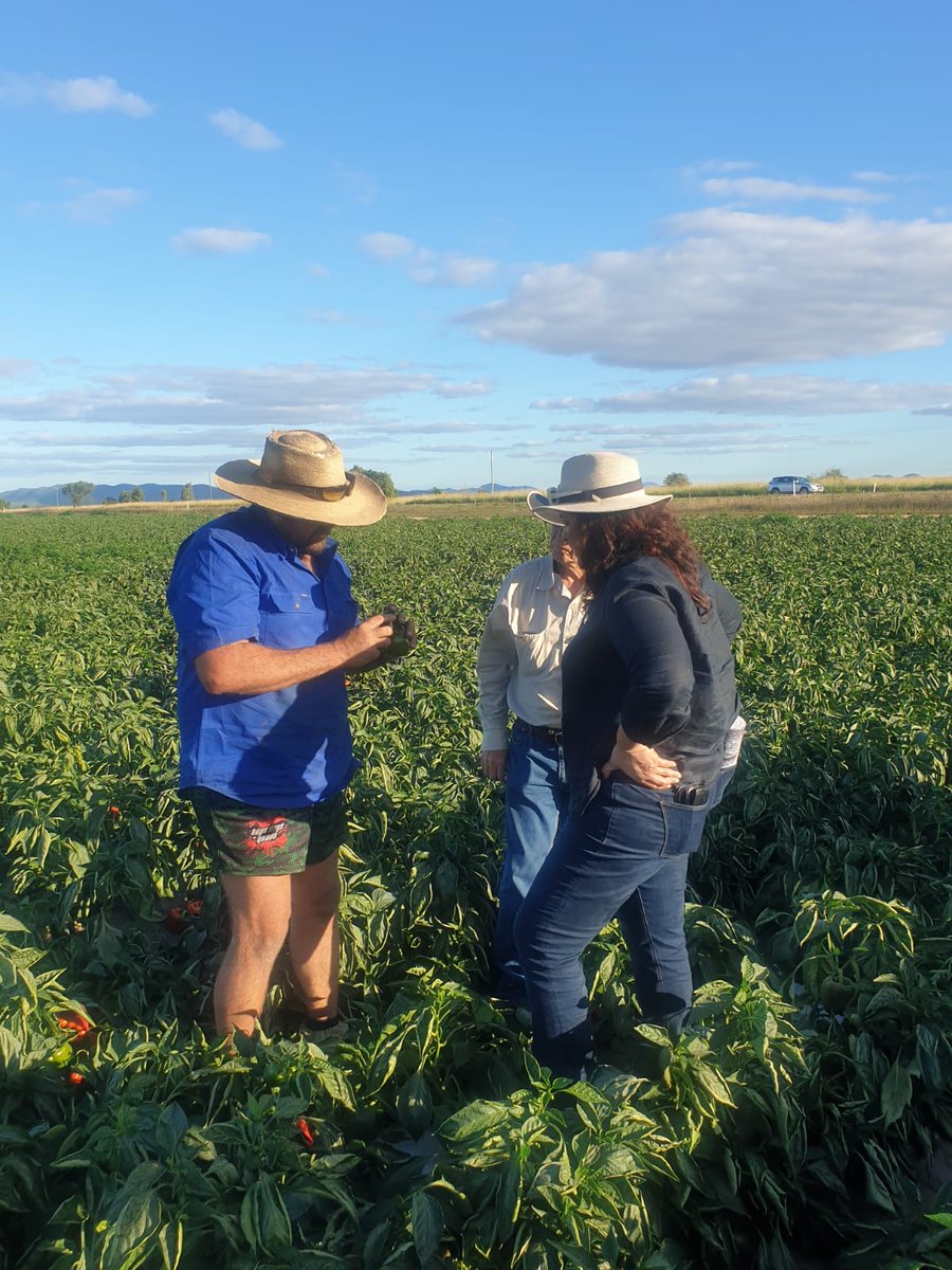 In 2022, the AUSVEG Farm Biosecurity team delivered 15 face-to-face workshops, visited 72 growers in five states &amp; territories, attended 22 field days, meetings &amp; other industry events, read more here shorturl.at/ACJKR
<a href="/planthealthaust/">Plant Health Aust</a> <a href="/AUSVEG/">AUSVEG</a>