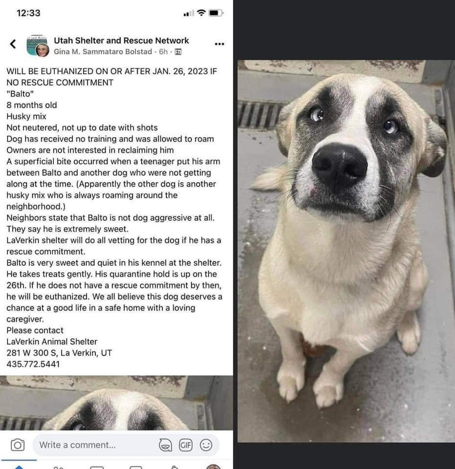 swagmastarpaul's tweet photo. UTAH FRIENDS PLEASE HELP BALTO https://t.co/zFDZ5yJgvm