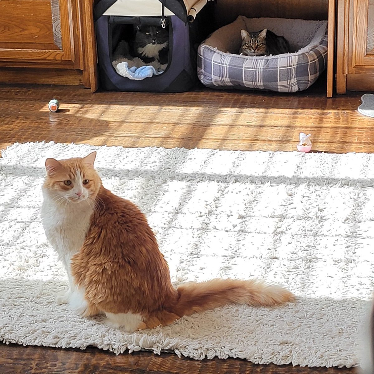 Matt Charles tweet media