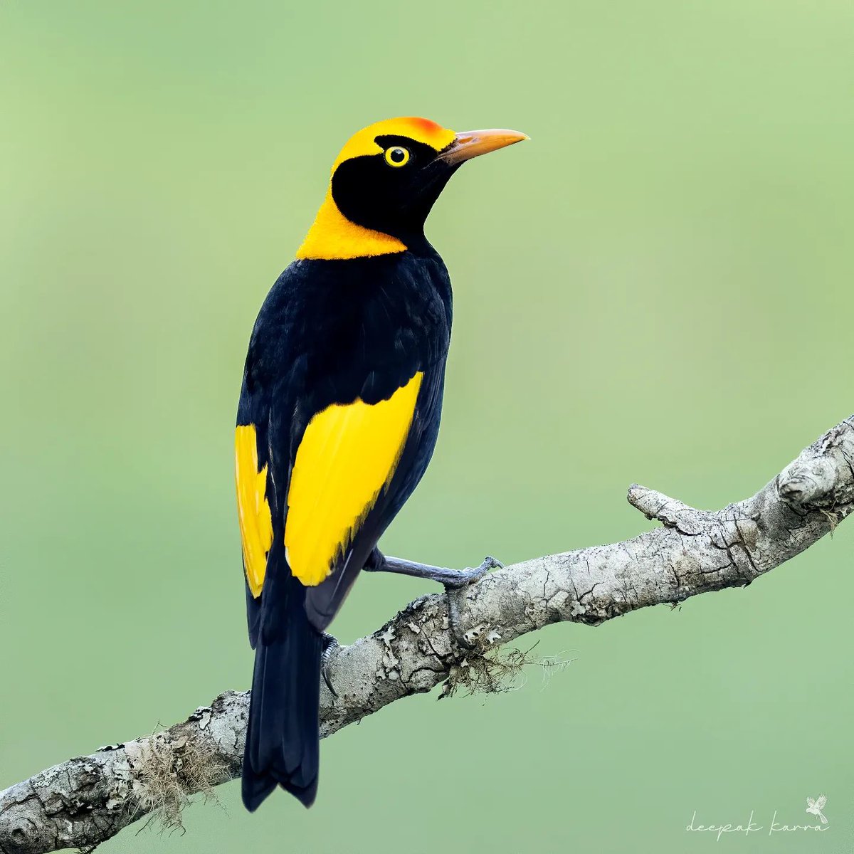 PazyBirds's tweet photo. Regent Bowerbird💛 https://t.co/N8JKvWOodA