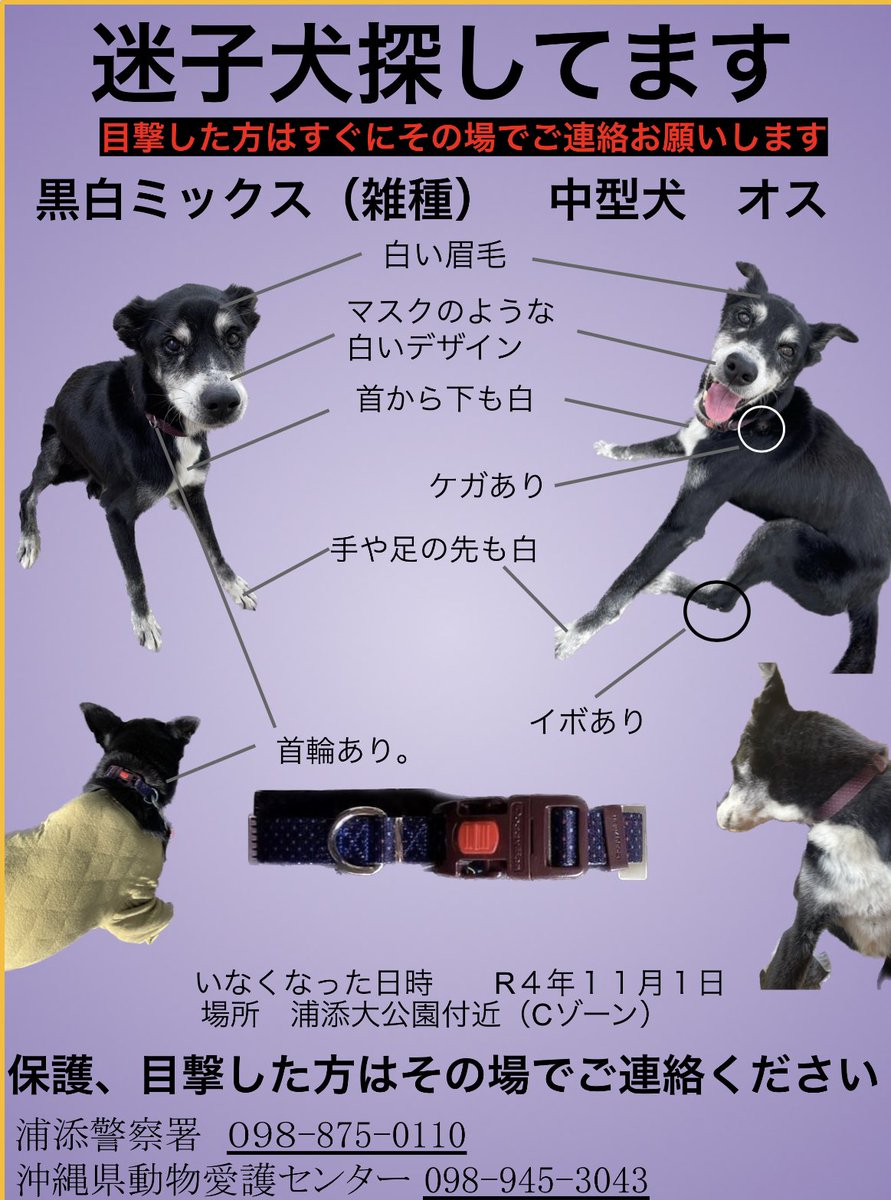 o3123o's tweet photo. 似た子を見かけた方はこちらを参考にしてください https://t.co/UNytyeAjqb