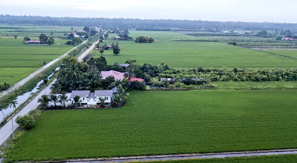 ellinnurclicks's tweet image. Sekinchan, Malaysia 😍

#malaysiatrulyasia
#Malaysia #paddyfields