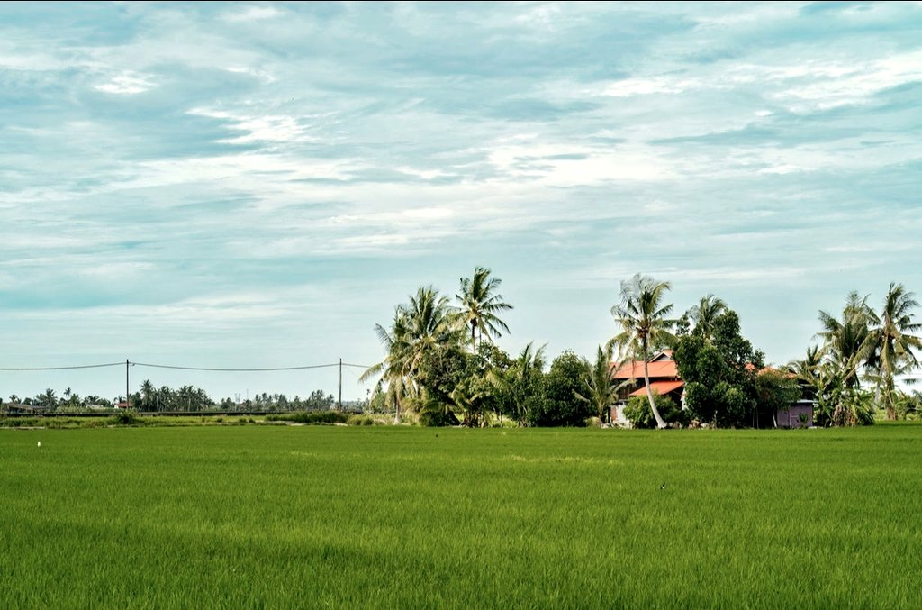 ellinnurclicks's tweet image. Sekinchan, Malaysia 😍

#malaysiatrulyasia
#Malaysia #paddyfields