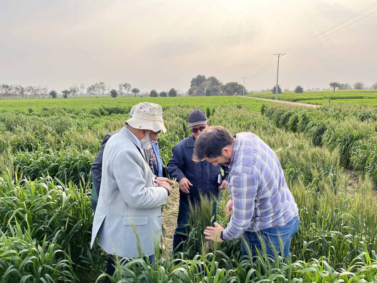 Alison Bentley tweet media