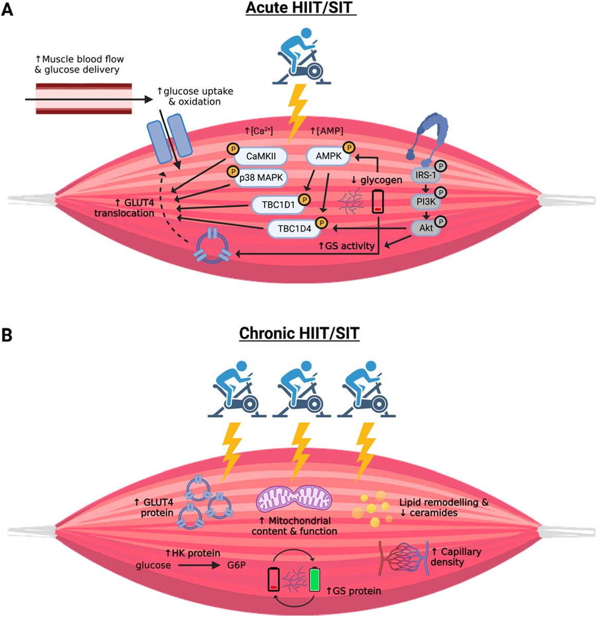 Sports Medicine and Health Science (@smhs_online) on Twitter photo Skeletal muscle mechanisms contributing to improved glycemic control following intense interval exercise and training
Hashim Islam <a href="/hashim90i/">Hashim Islam</a>, Jenna Gillen <a href="/gillenjb/">Jenna Gillen</a> sciencedirect.com/science/articl… Skeletal muscle mechanisms contributing to improved glycemic control following intense interval exercise and training
Hashim Islam <a href="/hashim90i/">Hashim Islam</a>, Jenna Gillen <a href="/gillenjb/">Jenna Gillen</a> sciencedirect.com/science/articl…