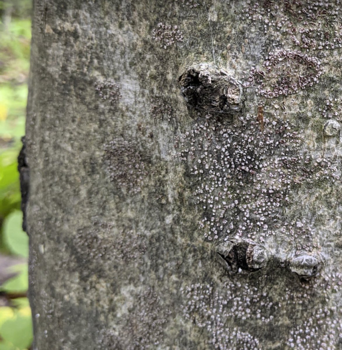 Jeff Garnas tweet media