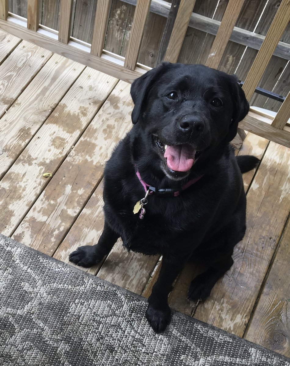 MJ Meister tweet media