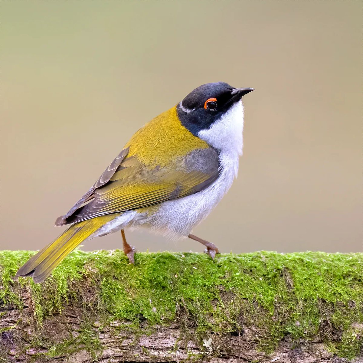 PazyBirds's tweet photo. White-naped Honeyeater🤍🖤💛 https://t.co/aNWy5qiJzQ