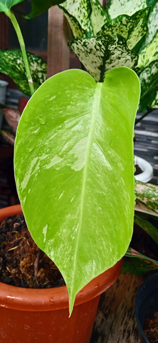 hazirnata's tweet photo. Dulu awal berkebun karena iseng doang gabisa kemana-mana gegara pandemi. Sekarang, masih banyak belajar soal tanaman meski punya begron agriculture.
Sekarang jadi pingin bertani aja. 🤣 https://t.co/M9lU2toRH0