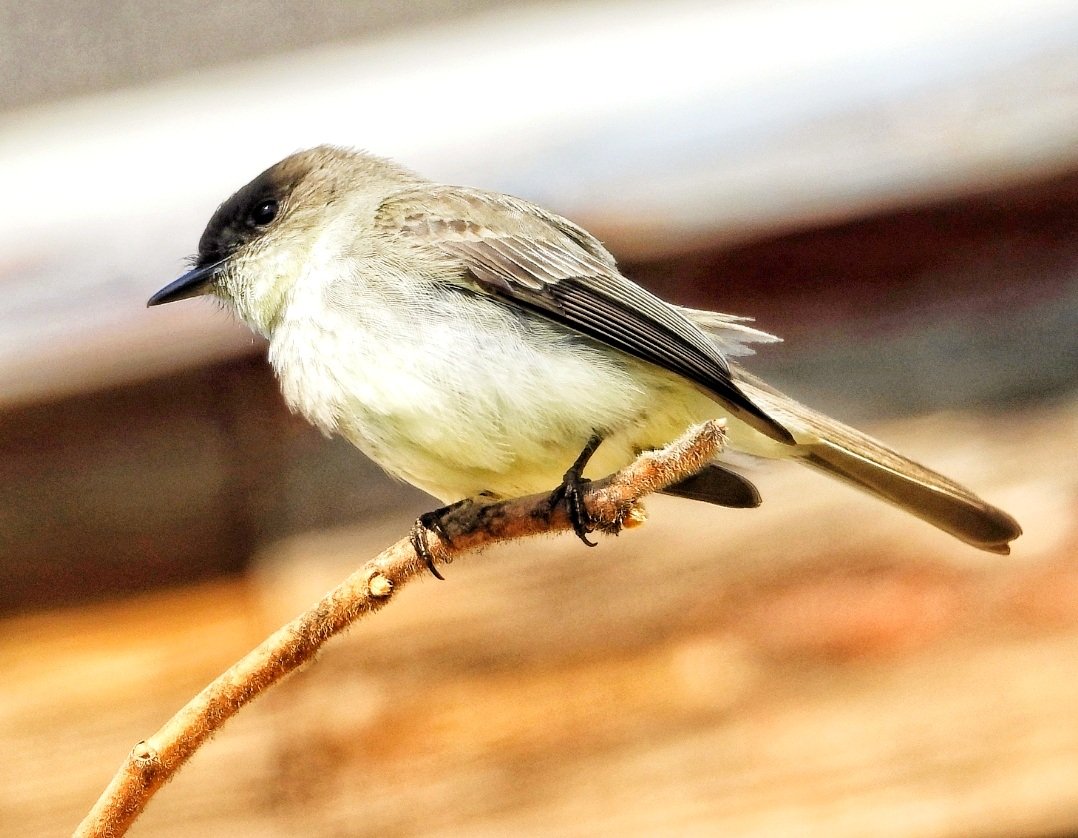 #easternphoebe #birdwatching