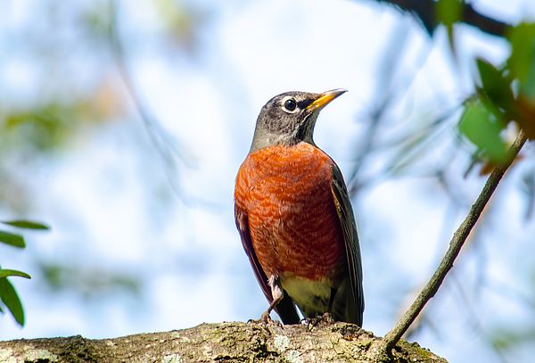 TETR40's tweet photo. New artwork for sale! - "Red Breasted Robin " - https://t.co/zh3hMNygua @fineartamerica https://t.co/nYMicSWB4a