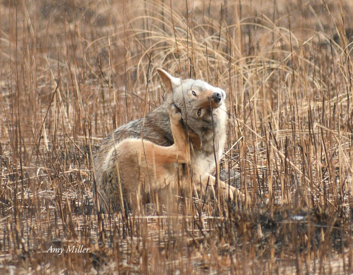 Coyote.
(Photo courtesy of Amy Miller)
#wildlifephotography #nature #bloodpressurebreak #TwitterNatureCommunity