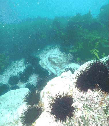 Here we argue that vilifying and potentially culling endemic #seaurchins in NSW would be unwise, as it would compromise habitat mosaics that support reef fish and invertebrates. doi.org/10.1071/MF22220 @CoralCoE <a href="/enviro_sci/">CSE @JCU</a>