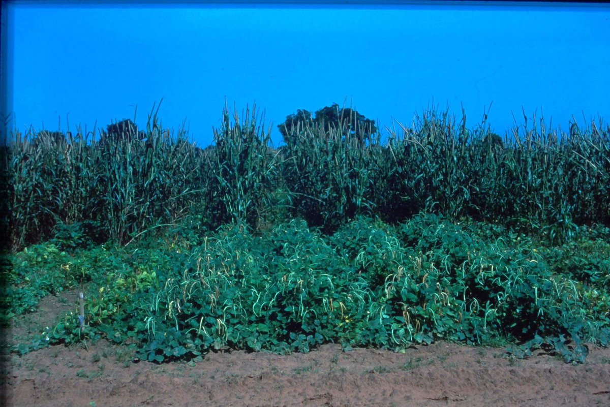 DrStanfordBlade's tweet photo. This is a tremendous opportunity to shine an #innovation light on a remarkable #crop! #Millet in west Africa is a resilient, nutritious part of the #croppingsystem (image from my @IITA_CGIAR @mcgillu PhD work from approx 1000 years ago in Kano #Nigeria!) #YearofMillets @UN https://t.co/pKwtts67AJ