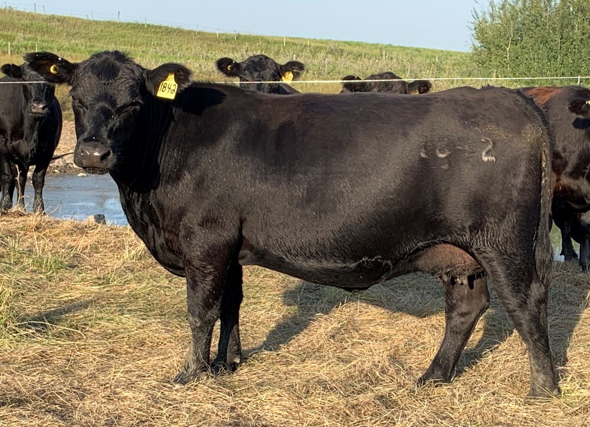 gbtangus's tweet photo. These are just a few examples of what intensive, close breeding is doing for us.A seed-stock producers greatest leverage to flesh out stable genetics that create the consistency and predictability the commercial cattleman depends on. #linebreeding #cattlebreeding #anguscattle https://t.co/1ydtXo4vgl