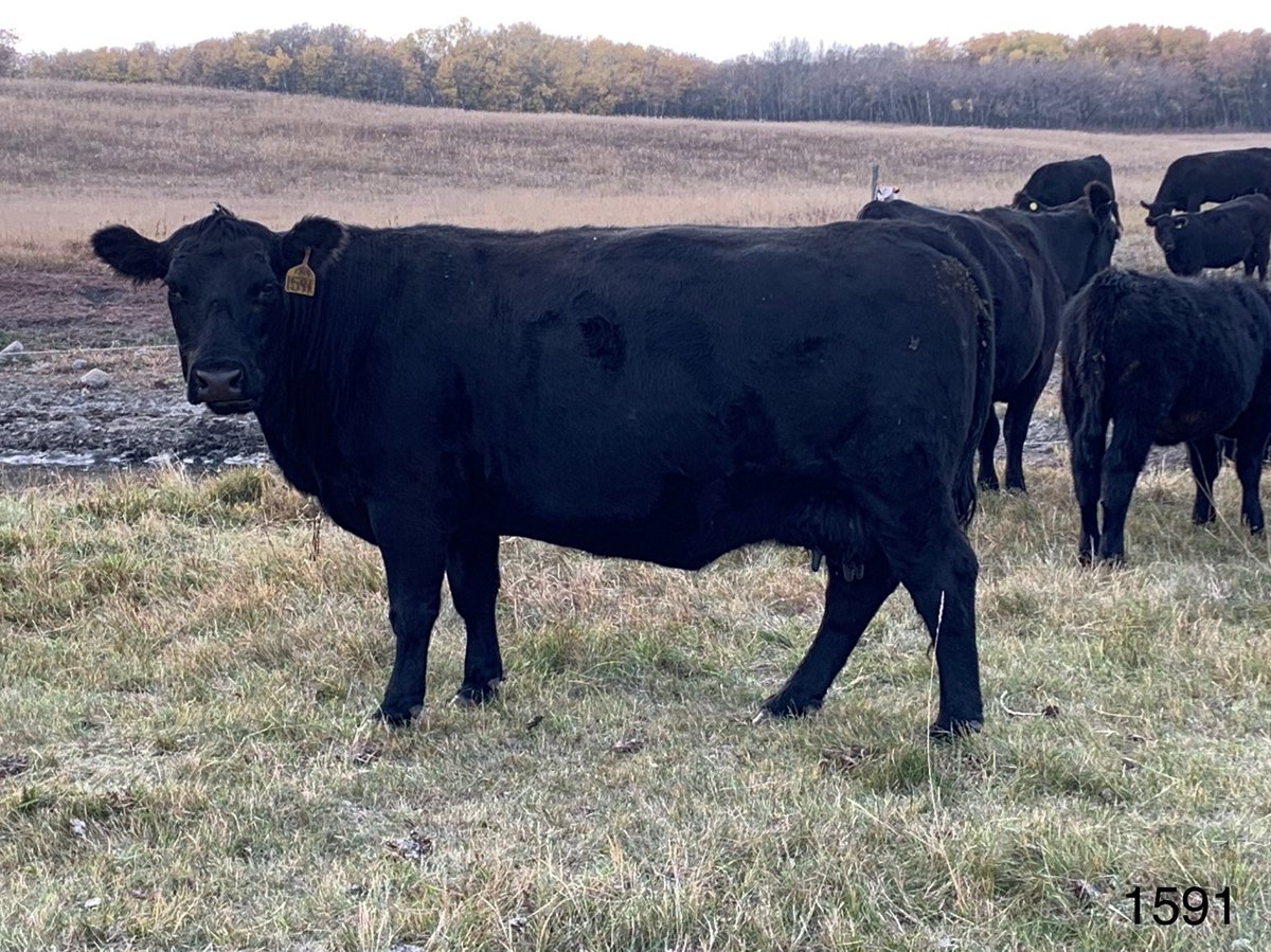 gbtangus's tweet photo. These are just a few examples of what intensive, close breeding is doing for us.A seed-stock producers greatest leverage to flesh out stable genetics that create the consistency and predictability the commercial cattleman depends on. #linebreeding #cattlebreeding #anguscattle https://t.co/1ydtXo4vgl