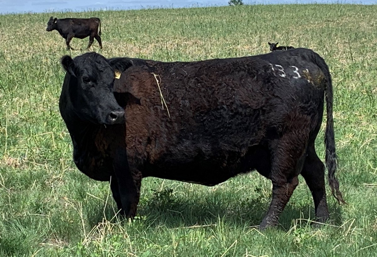 gbtangus's tweet photo. These are just a few examples of what intensive, close breeding is doing for us.A seed-stock producers greatest leverage to flesh out stable genetics that create the consistency and predictability the commercial cattleman depends on. #linebreeding #cattlebreeding #anguscattle https://t.co/1ydtXo4vgl