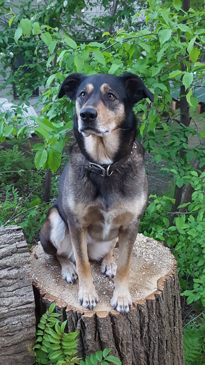 ulfrvif's tweet photo. I'm thankful that this wonderful dog came into my life. Can't believe she is already 8 years old. Despite getting a little older, she had a good vet checkup today. She does have some chronic ear infections. Got her ears cleaned and more drops to manage that issue. https://t.co/TEHybXr0mC