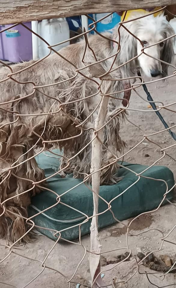 CWOB's tweet photo. 💕#Transformation Tuesday💕 Aspen was found in terrible conditions south of the border, severely matted and not well cared for. She just made her big trip up north last week, and check her out today! Compassion Is The Answer.
#AfghanHoujd #AdoptDontShop #RescueDogs #rescue https://t.co/aRLBuSv6kD