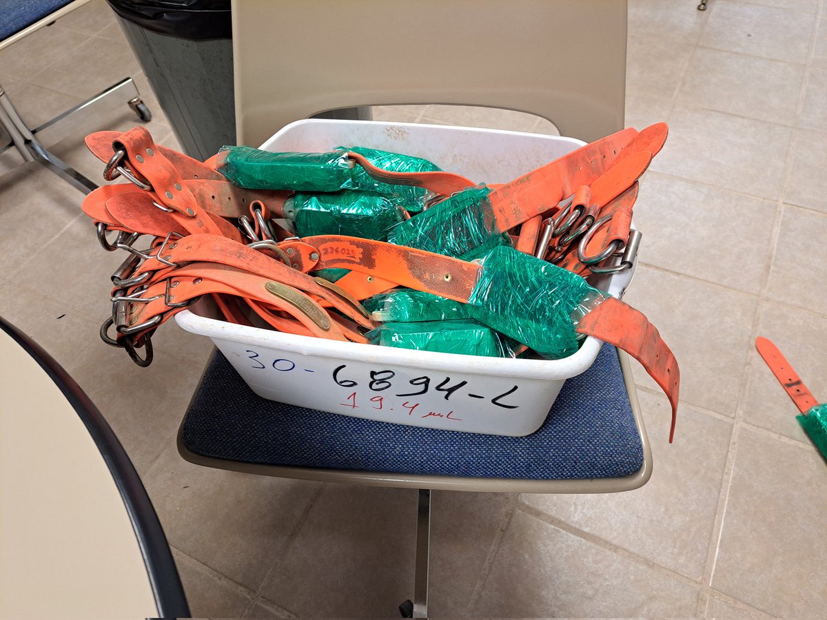 LoneStarTrackin's tweet image. Updating and refurbishing @dmtelematics Oyster LoRaWAN GPS tracking devices for our friends at @AgriLife.  These collars provide affordable tracking in remote areas on the @helium network, giving researchers the ability to collect more data than ever before. #iot #gps #research