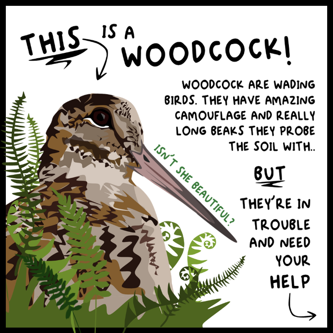 WildJustice_org's tweet photo. Last day of our Woodcock petition! Thank you for signing in such numbers - over 107,000 signatures.

Limiting the Woodcock shooting season will be debated by MPs in Westminster because over 100,000 people signed this petition https://t.co/oWEpuTJuhp

Every signature counts! https://t.co/ld7Wi0VnIZ