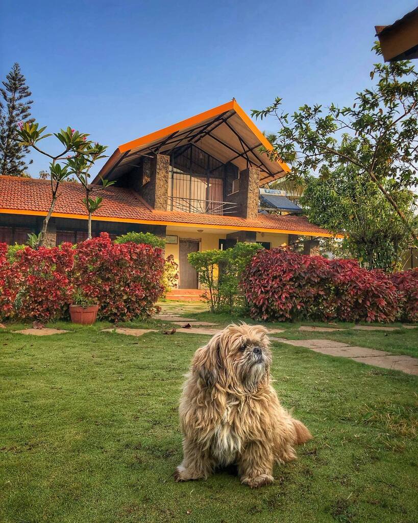 ChanKamath's tweet photo. Max #shitzu Stopover at @lonavalatourism @mehervilla #roadtrippin #delhitogao #famjamtime #gogaogone #justdoit #thebrotherhoodofthetravellingdogs #idislife https://t.co/uUOHrs1LHS