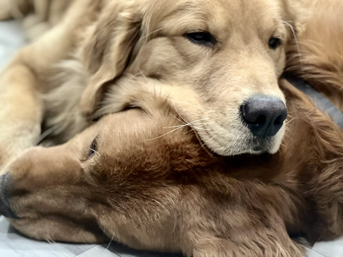 dondarlingSJ's tweet photo. Sometimes all you need is a good friend to lean on. #goldenbrothers https://t.co/MxaIHiaayK