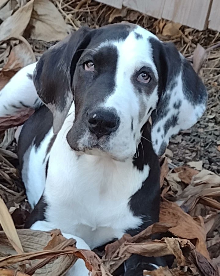 Live_N_Be_Well's tweet photo. Hire me @PawzitiveFx 
#cute #greatdanepuppy #puppyinleaves #cutestgreatdanepuppy #cutestgreatdanepuppyever 🥰
#dogsofburleson #rover #roverdotcom #roversitterpic #burlesonpuppysitter #burlesondogsitter #burlesonroversitter #burlesontexas https://t.co/7iTRk2qGKD
