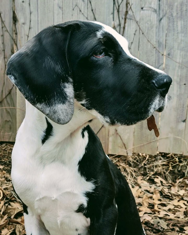 Live_N_Be_Well's tweet photo. Hire me @PawzitiveFx 
#cute #greatdanepuppy #puppyinleaves #cutestgreatdanepuppy #cutestgreatdanepuppyever 🥰
#dogsofburleson #rover #roverdotcom #roversitterpic #burlesonpuppysitter #burlesondogsitter #burlesonroversitter #burlesontexas https://t.co/7iTRk2qGKD