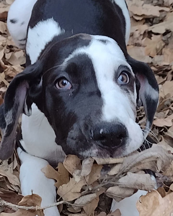 Live_N_Be_Well's tweet photo. Hire me @PawzitiveFx 
#cute #greatdanepuppy #puppyinleaves #cutestgreatdanepuppy #cutestgreatdanepuppyever 🥰
#dogsofburleson #rover #roverdotcom #roversitterpic #burlesonpuppysitter #burlesondogsitter #burlesonroversitter #burlesontexas https://t.co/7iTRk2qGKD